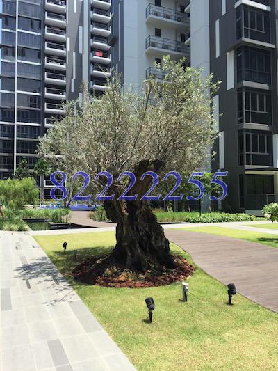 La Fiesta (D19), Condominium #126542272